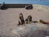 /album/dili-/dsc07109-jpg/